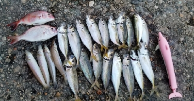 びっくり鯵、平目、鱚