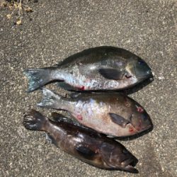 河口でエビ撒き釣り