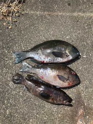 河口でエビ撒き釣り