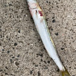 ヤマトカマスとエソ