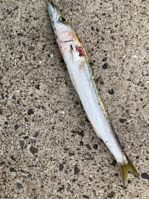 ヤマトカマスとエソ