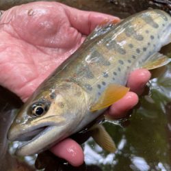 初夏の渓流釣り