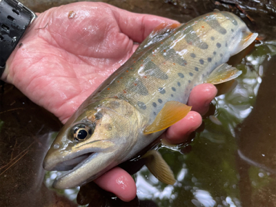 初夏の渓流釣り