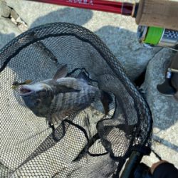 チニング 昼間は早巻が良い。