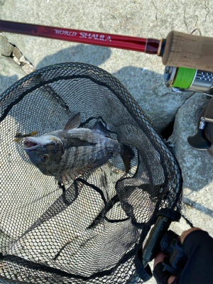 チニング 昼間は早巻が良い。