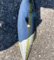 大潮の激流で青物