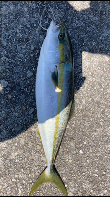 大潮の激流で青物