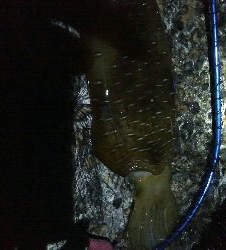 春？夏！　障泥烏賊1杯！