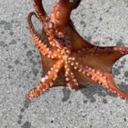 渋いですショアタコ！