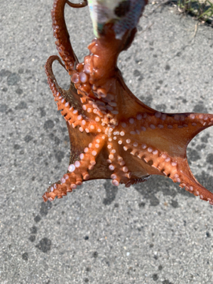 渋いですショアタコ！