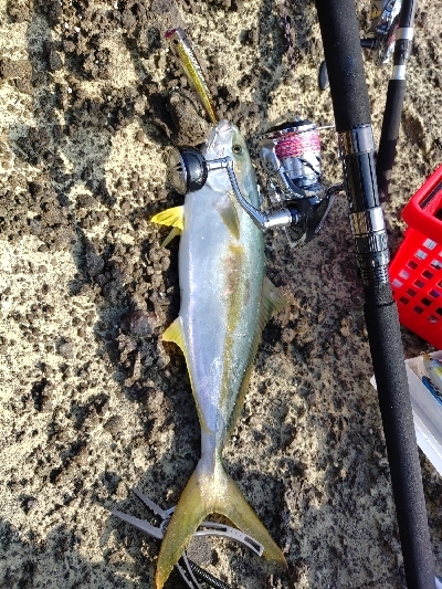 ショアトップでヒラマサ！