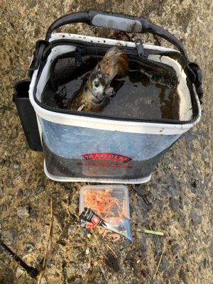 オキアミエギング