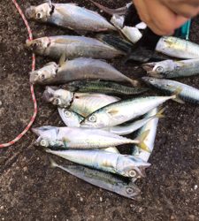 アジ良い方釣れたよー