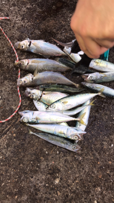 アジ良い方釣れたよー
