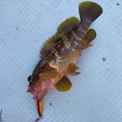 若狭湾でのSLJと小アジの泳がせ釣り