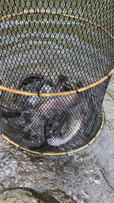 黒保根渓流フィッシング