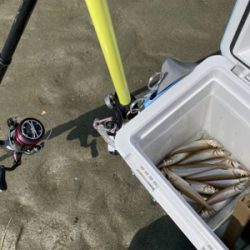 久しぶりのキス釣り