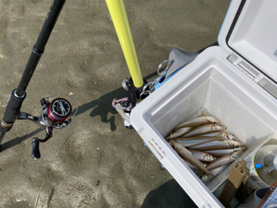 久しぶりのキス釣り