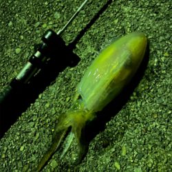 ナイトエギング