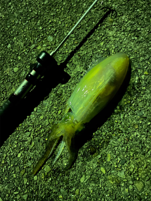 ナイトエギング