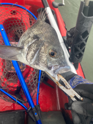 カヤックでトップチヌ