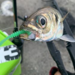 連休アジング♪