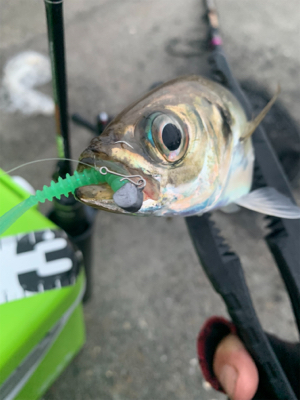 連休アジング♪