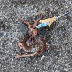 ⭐︎タコ修行中