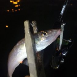 アジング練習　310