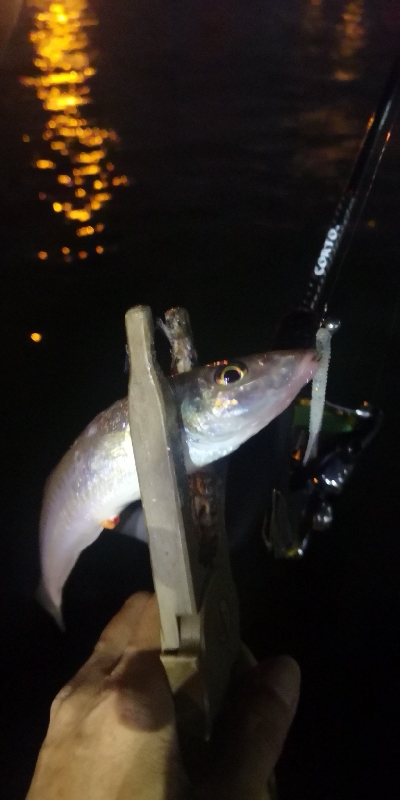 アジング練習　310