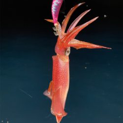 月夜のイカメタル