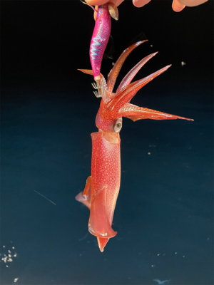 月夜のイカメタル