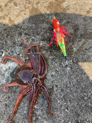 ⭐︎試行錯誤しながら