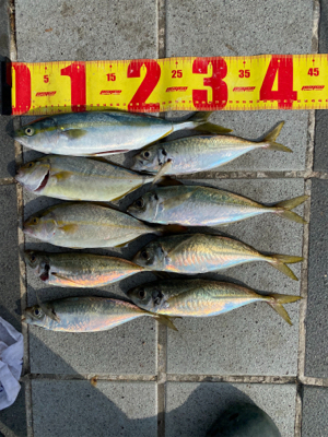 今日もマリーナシティは高活性