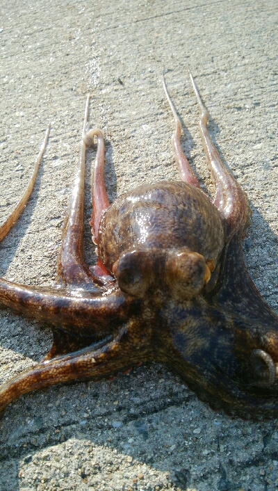 『釣りデビュー(^.^)』207