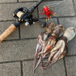 2日ぶり湾奥コスモへ蛸散歩。。3杯。