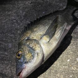 チヌシーズン到来！