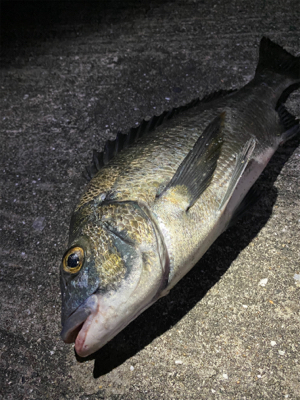 チヌシーズン到来！