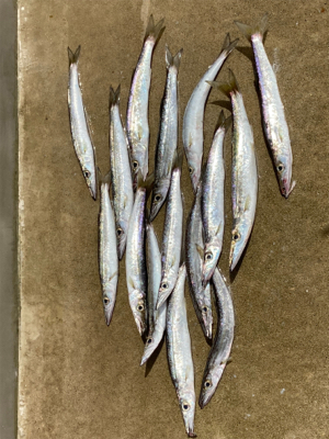 ヤマトカマス爆釣