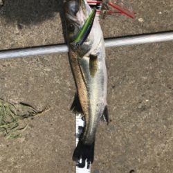 真昼の水面直下