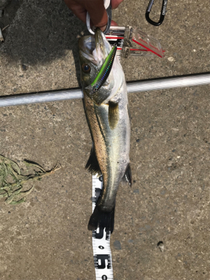 真昼の水面直下