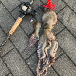 鋼の心燃やし蛸マラソン。615グラム。。