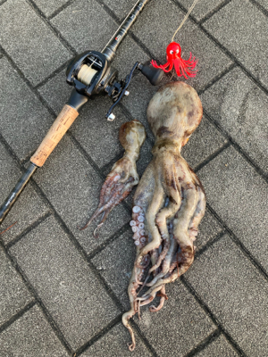 鋼の心燃やし蛸マラソン。615グラム。。