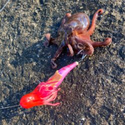 ⭐︎タックル購入検討中