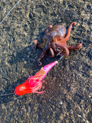 ⭐︎タックル購入検討中