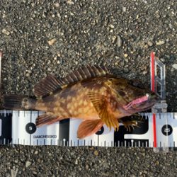 真夏のロックフィッシュゲーム