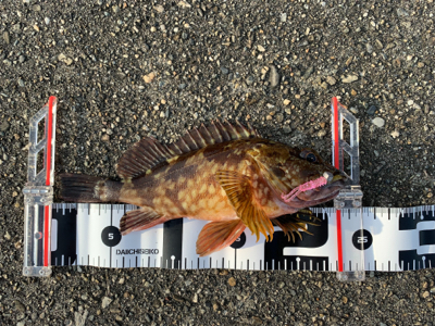 真夏のロックフィッシュゲーム