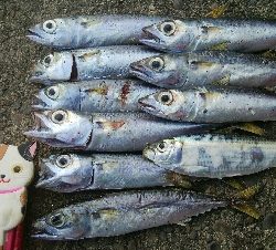 『釣りデビュー(*^-^*)』208