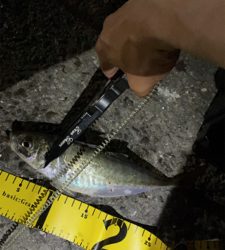 アジングナイト