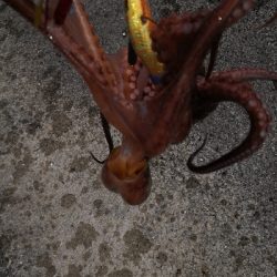 ダイソーエギ改